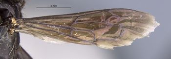 Media type: image;   Entomology 17039 Aspect: Wing front
